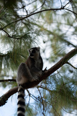 ring tailed lemur in Madagaskar