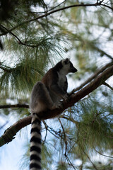 ring tailed lemur in Madagaskar