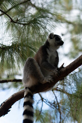 ring tailed lemur in Madagaskar