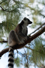 ring tailed lemur in Madagaskar