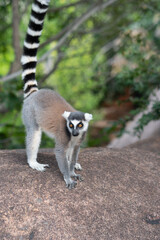 ring tailed lemur in Madagaskar