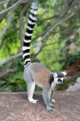 ring tailed lemur in Madagaskar