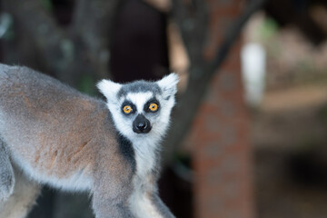 Obraz premium Fur pattern of a ring-tailed lemur, Madagascar