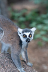 ring tailed lemur in Madagaskar