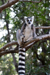 ring tailed lemur in Madagaskar