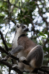 ring tailed lemur in Madagaskar