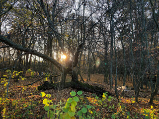 beautiful autumn park in the evening