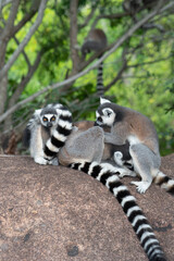 Naklejka na ściany i meble ring tailed lemur in Madagaskar