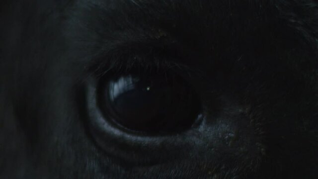 Close-up of a dark blinking eye of a black angus bull reflecting in it in dark light. Horse nobleness beauty concept. Animal welfare and anti-abuse concept