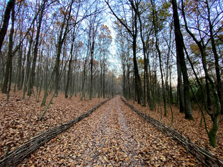 beautiful autumn park in the evening