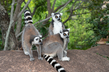 Naklejka na ściany i meble ring tailed lemur in Madagaskar