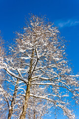 Bare snow covered trees against a bright blue sky