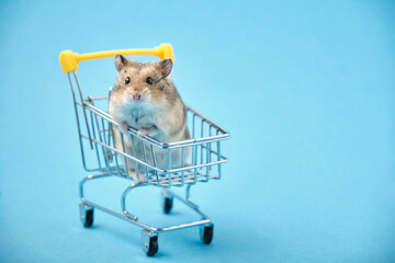 Fluffy hamster sitting in a small shopping trolley.