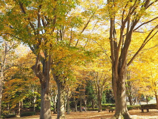 ケヤキとイチョウの紅葉