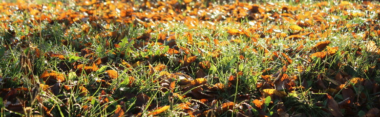 Foglie cadute sul prato in un parco in autunno