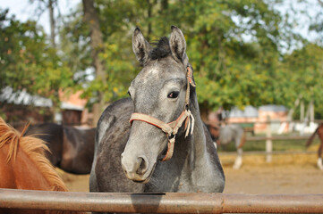 Portrait of a grey foal in a herd in a paddock