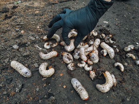 Large larvae of beetles (cockchafer) lie on the soil near female arm in black rubber glove, top view. Insect pest control concept.