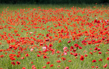 Wiese mit Klatschmohn (Papaver rhoeas)