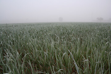 View of rozen grass on meadow