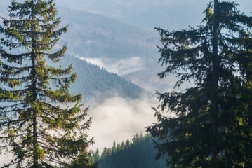 A view of the misty mountain valley through two fir trees. Natural mountain landscape.