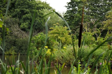 View of an island on the river through the reeds in summer, Coventry, England, UK