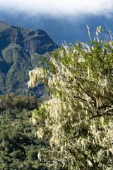 I photographed a lichen-covered tree with hanging moss against a backdrop of volcanic mountains on Réunion Island, capturing its pale green tendrils and the dramatic cliffs behind under a clear sky.