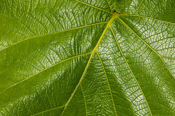 large green leaf which can be used as a background.