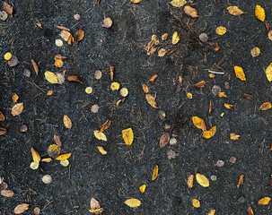 yellow autumn leaves on asphalt