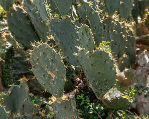 Multiple cactus plants with highlighted thorns