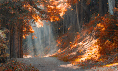 Fototapeta na wymiar Magic fairy forest with sun rays shining through the morning mist on autumn morning.