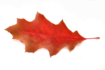 Close-up of autumn leaf - studo shot