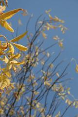 Autumn colors in the park