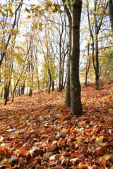 Autumn colors in the park