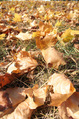 Autumn colors in the park
