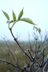 Close up of frozen leafs