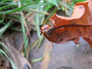 ladybug on a leaf