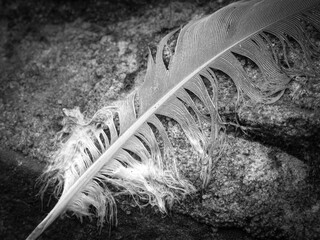 feather on black