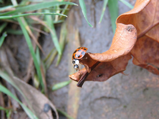 ladybird on a branch