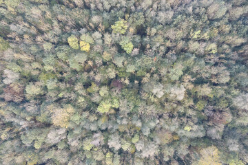 I captured an overhead view of a forest in the Netherlands showing a mosaic of trees in varied colors, with patches of grey, green and yellow foliage forming a natural abstract pattern.