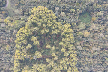 I captured this aerial view of a mixed forest in the Netherlands on 23 October 2019, showing green and yellow treetops forming a textured mosaic during the transition from summer to autumn.