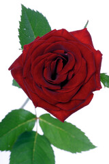 Close-up of red rose on white background