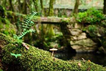  Fallen tree in the river with moss and mushrooms and unfocused bridge background