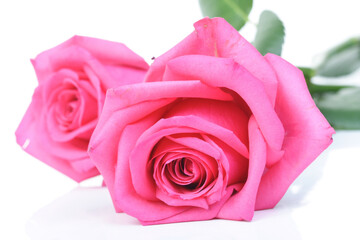 Close-up of pink rose on white background