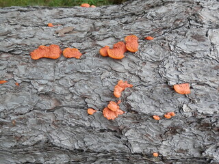 古木の樹皮に発生した、赤茶色のキノコの一種