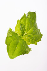 Close-up of fresh mint on white backgroud