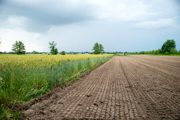 Fototapeta na wymiar cultivated soil prepared for seeds and rape seed field during a cloudy weather