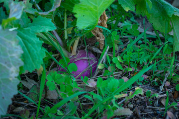 A turnip in a weedy garden