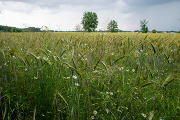 rye field with many weed herbs and flower