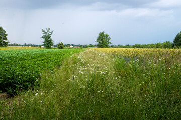 balk with wild flowers and herbs between potato and grain field with trees and blue sky in the...