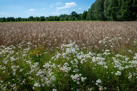 flower balk next to a grain field
